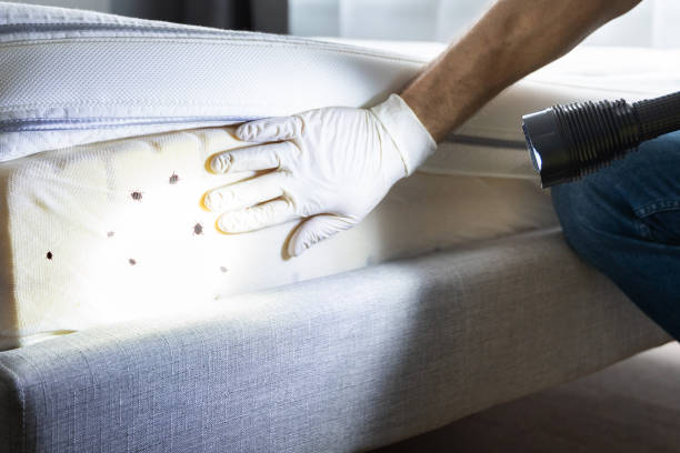 Best Bed Bug Extermination  in Holtville, CA