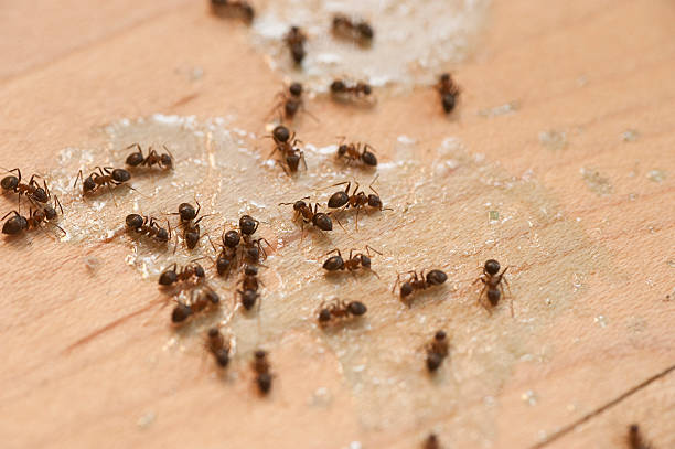 Best Wildlife Control Services  in Holtville, CA