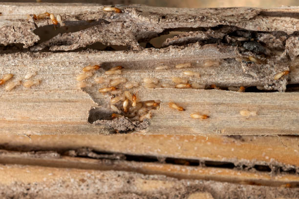 Pest Control for Restaurants in Holtville, CA